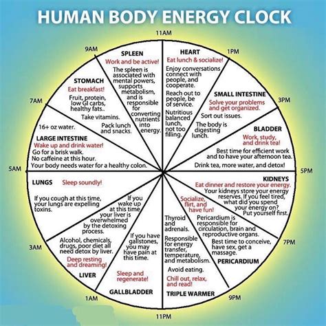 Laws Of Eating In Rhythm With Your Biological Clock There Is A Specific