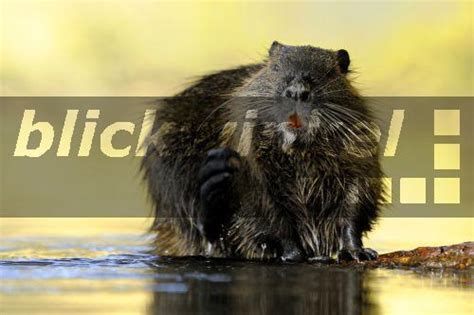 .nutria (nutrias) in wasser stockfoto nutrias, nutria o fluss ratte (biber brummeln), myocastoridae, bracciano see, latium, italien stockfoto nutrias/river ratte/nutria (myocastor nutria). blickwinkel - Sumpfbiber, Sumpf-Biber, Biberratte, Biber ...