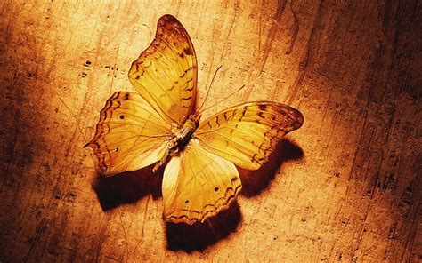 Hd Wallpaper Yellow Butterfly Wallpaper Flare