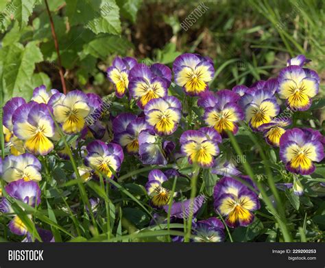 Viola Tricolor Lat Image And Photo Free Trial Bigstock
