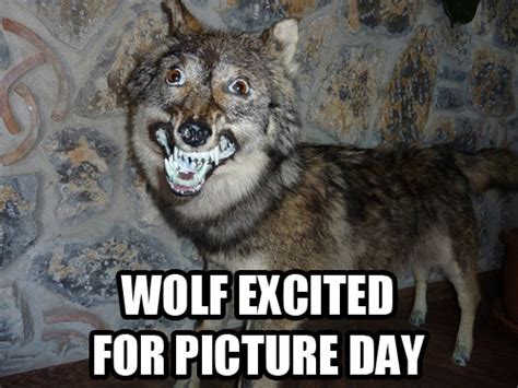 Wolf Excited For Picture Day From Terrible Taxidermy With Appropriate