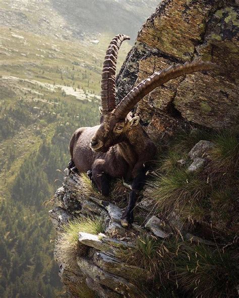 Alpine Ibex Mountain Goat Or Steinbock No Fear Rbeamazed