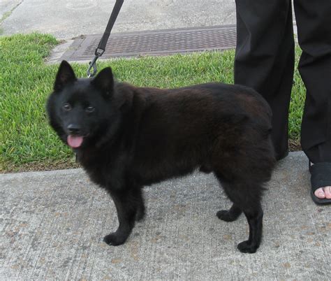 Schipperke Dog Breed - Pictures, Information, Temperament
