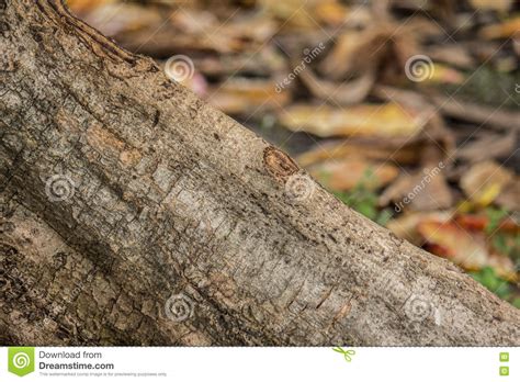 Texture Of Root Oak Wood Texture Stock Photography CartoonDealer Com