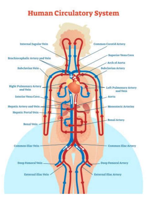 Human Circulatory System Chart Poster Etsy