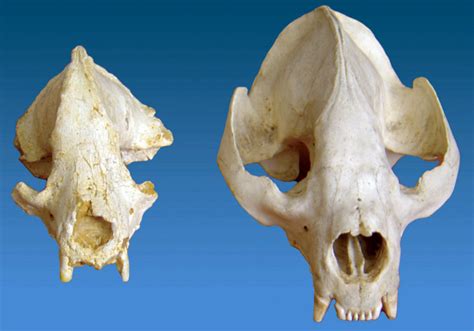 First Skull Of Giant Panda Ancestor Found