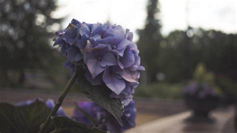 Flowers Depth Of Field Blue Purple Nature Plants Wallpapers Hd