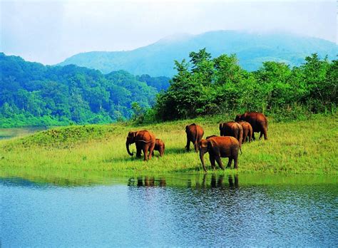 Comprehensive Guide To Periyar National Park