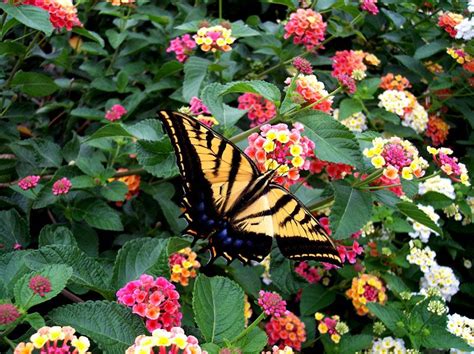 They don't tend to attract butterflies. NATIVE: Texas Lantana - SmartScape Plant Details | Plants ...