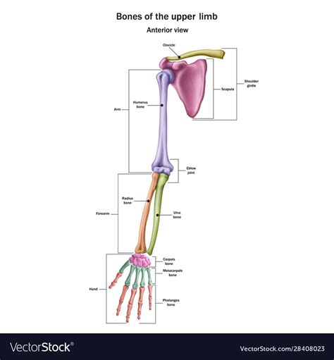 Snn Bones Upper Limb With Name Royalty Free Vector Image