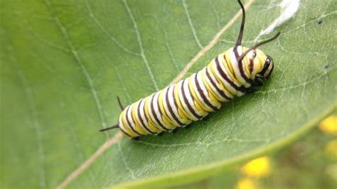 Monarch Butterflies Eggs And Caterpillars 🐛🦋 Youtube