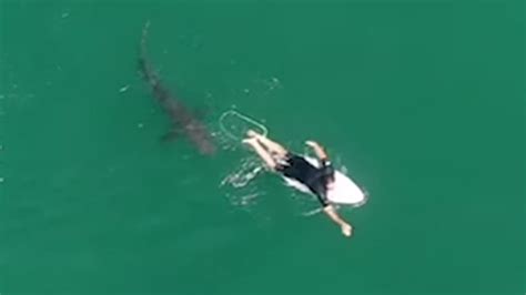 australian surfer unknowingly has dangerously close encounter with shark video abc7 chicago