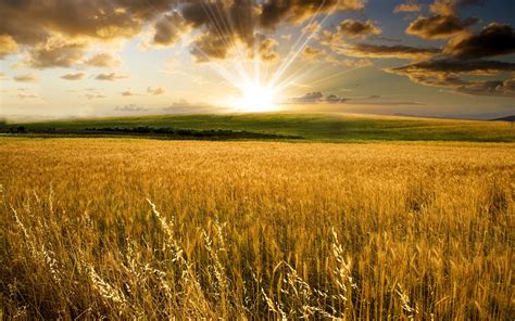 Golden Wheat Field And A Beautiful Summer Sunset Wallpaper