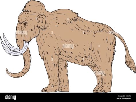 Drawing Sketch Style Illustration Of A Woolly Mammoth Mammuthus