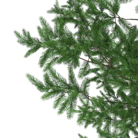 Scots Pine Tree Pinus Sylvestris 8m 3d Model Max Obj Fbx C4d Ma Mb Mtl