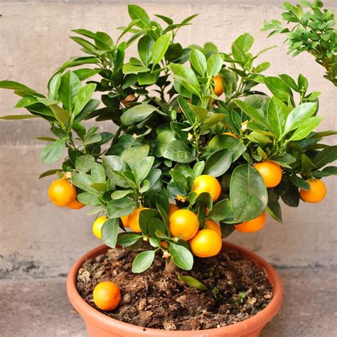 Tangerine Fruit Tree Real Live Plant Citrus 36seedling Mandarin