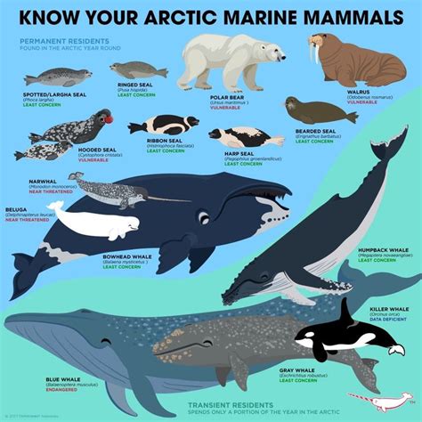 Pin By Friskypanda On Animals Mammals Marine Animals Animal Facts