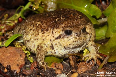 Cape Rain Frog Breviceps Gibbosus Next Gen Herpetologist