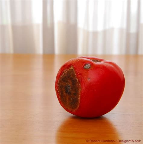 Robert Giordanos Photo Of The Day Rotten Tomato Still Life
