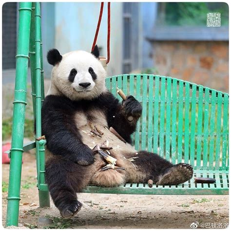 Giant Panda Meng Lan Pandas Oso Panda Osos