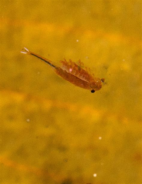 Fairy Shrimp Survey Results In New Species For Vermont Vermont Center