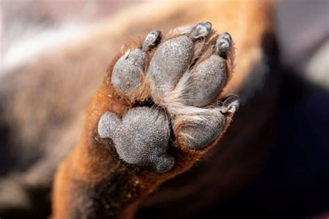 How To Keep Your Dogs Paw Pads From Tearing Or Getting Cut While