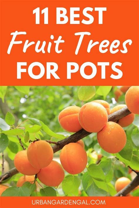 Fruit Trees In Containers Potted Fruit Trees Fruit Tree Garden Dwarf