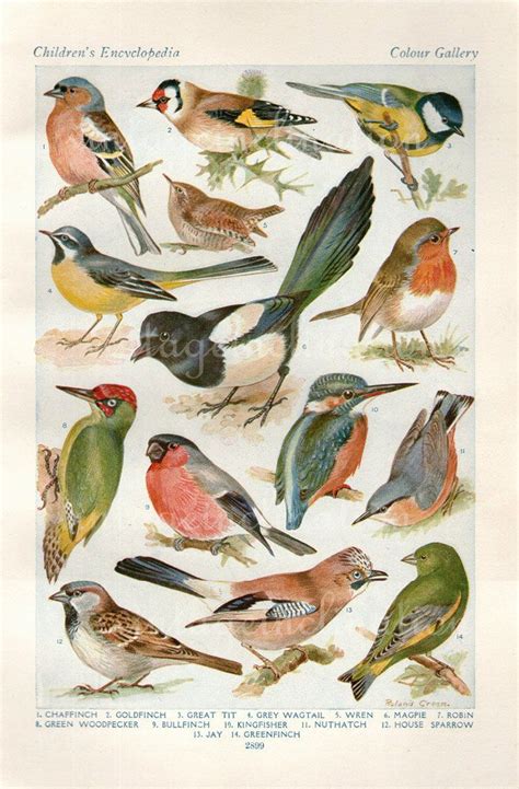 vintage bird print natural history antique illustration bird feathers gold finch sparrow wren