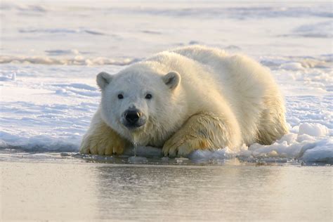 Científicos Encuentran Una Nueva Población De Osos Polares En Una