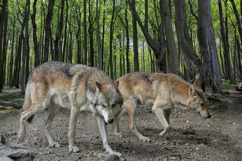 Walking Wolves Photograph By Joachim G Pinkawa