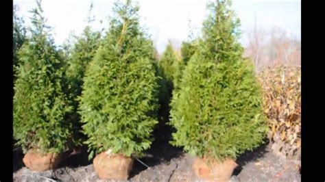 The Best Fast Growing Evergreen Screening Trees Youtube