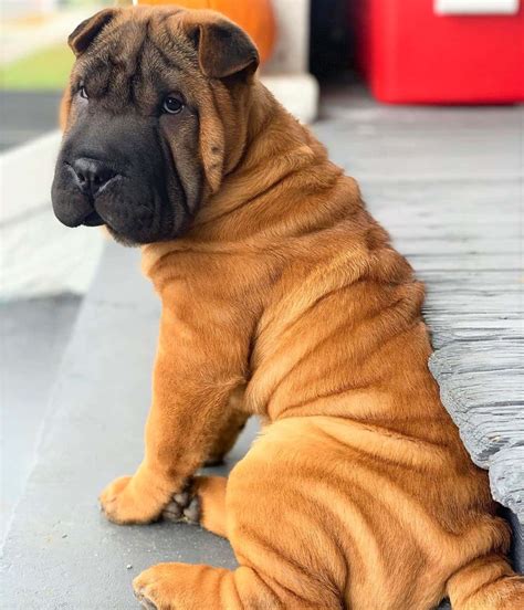 Shar Pei Colors All 21 Coat Colors Explained With Pictures