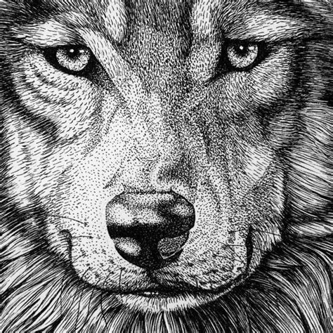Small Wolf Portrait Animal Art Print Pen Ink Drawing Unframed Etsy