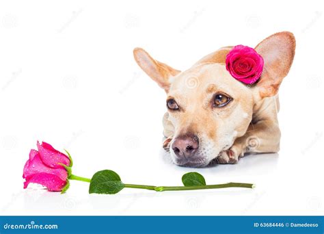 Valentines Love Sick Dog Stock Photo Image Of Flirt 63684446