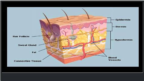 The Skin Human Anatomy Picture Definition Function And Skin Youtube