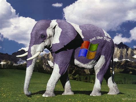 Imagini Desktop Imagini Cu Elefanti De Pus Pe Desktop