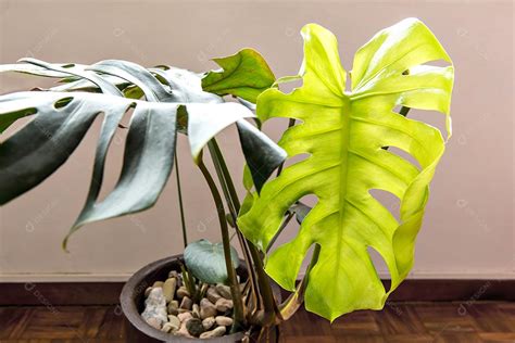 Folha jovem da planta de costela de Adão deliciosa monstera download