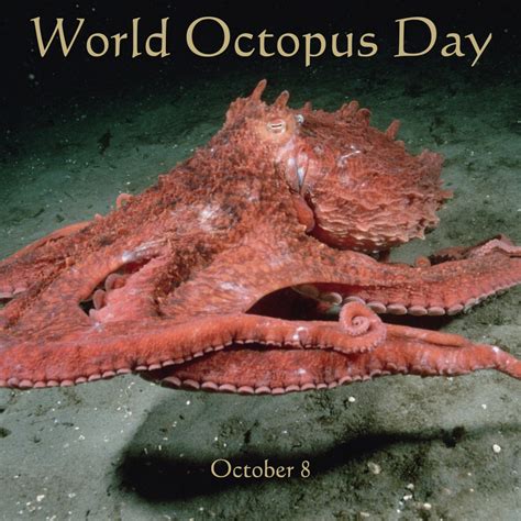 World Octopus Day A World 2 Celebrate