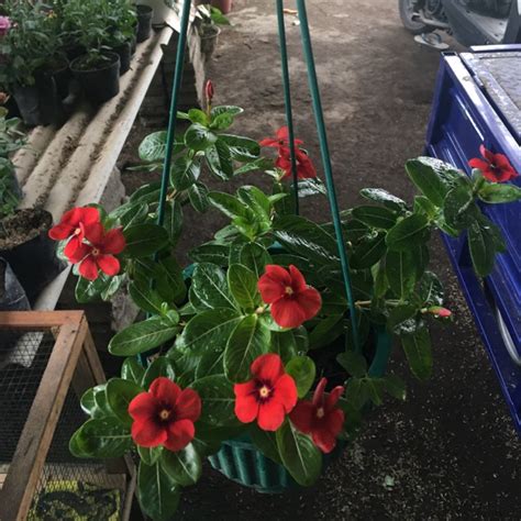 Bunga ini juga bisa di gunakan sebagai tanaman gantung yang dapat mengisi ruang kosong pada bagian depan rumah anda agar terlihat natural. Taman Bunga Vinca - Profil Kebun Begonia Lembang - Sebagai ...