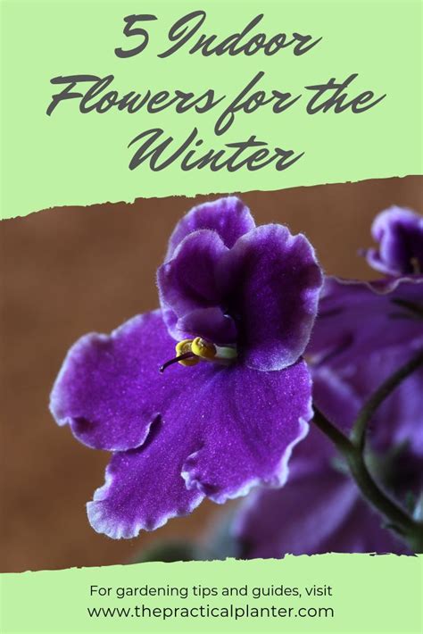 Brighten Up Your Home In The Dreary Winter Months Here Are 5 Beautiful Flowers You Can Grow
