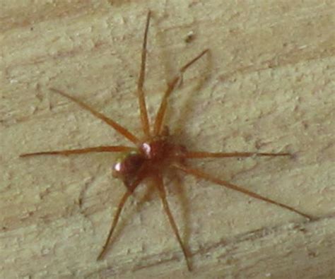 Small Orange Spider Please Help Identify Bugguidenet