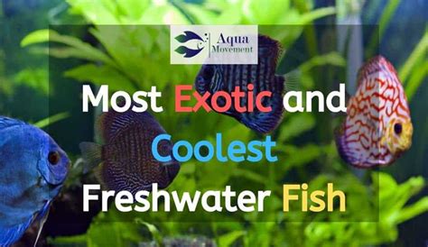 10 Most Exotic and Coolest Freshwater Aquarium Fish | Aqua ...