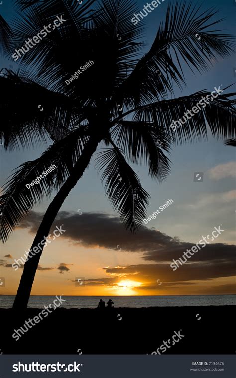 A Young Couple Sitting Under A Palm Tree On A Tropical Beach Watching