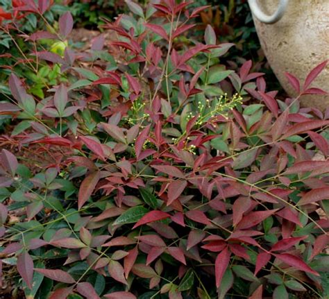Video: Flirt™ Nandina | Southern Living Plants