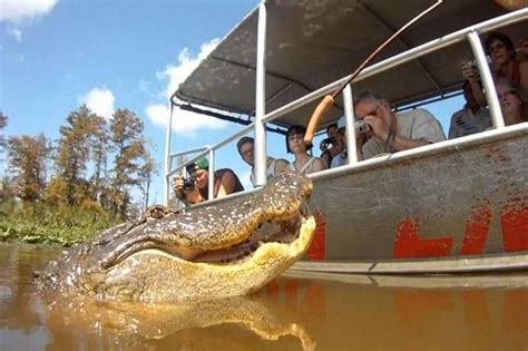 Take A Bayou Tour Of The Famous Honey Island Swamp Youll Glide