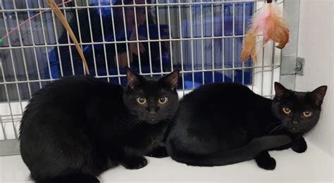 Maybe you would like to learn more about one of these? These two beautiful black cats are male and female ...