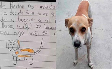 Niña Busca A Su Perrito Chihuahua Perdido Con Un Tierno Dibujo Y Se