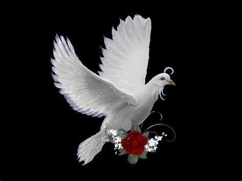 Dove With A Red Rose Delightful Doves White Doves Dove Images