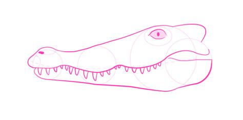 How To Draw Animals Crocodiles Alligators Caimans And Gharials