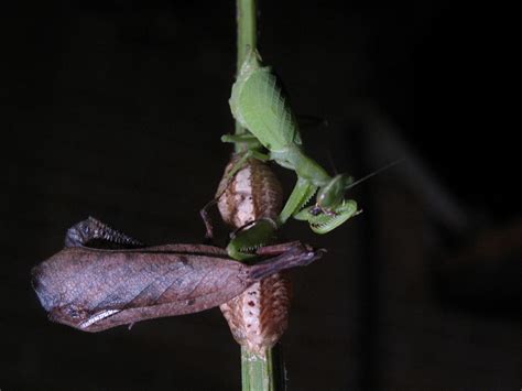 The Life Cycle Of The Praying Mantis With Photos Hubpages